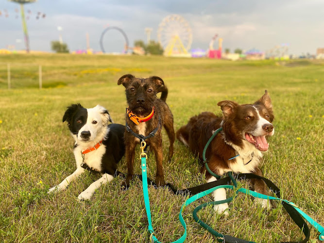 Hopeful Dog Training