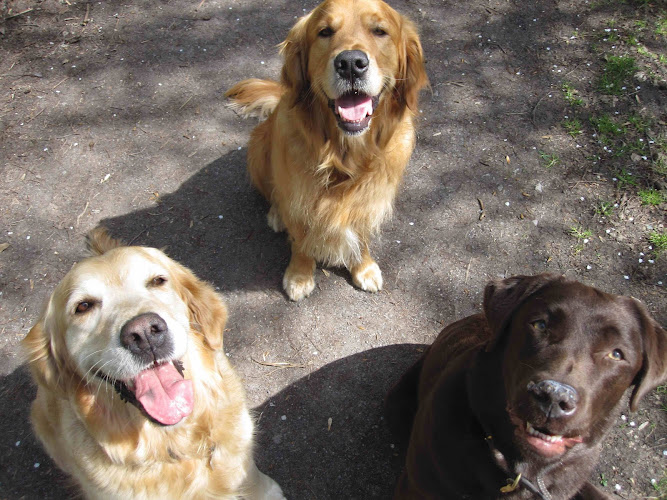 Quin Dog Care