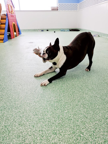 The Pawsh Dog Inc.
