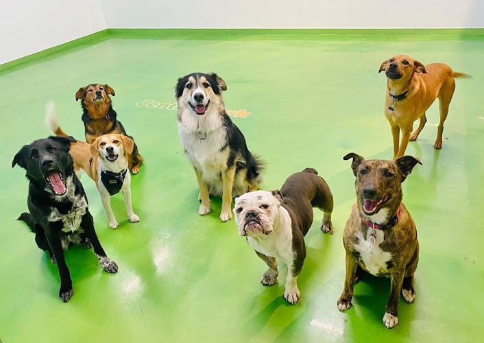 Central Bark Inc