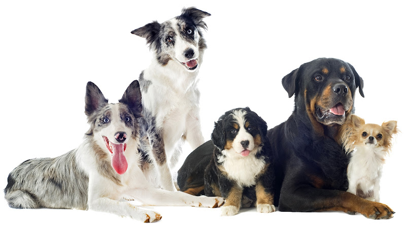 Bark Busters In-Home Dog Training Winnipeg