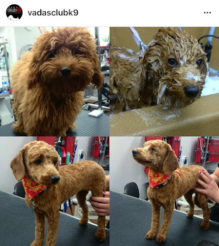 Vada’s Club K9