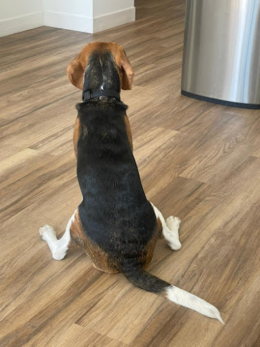 Pawsitive Care