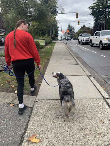 Northern Paws Dog Walking