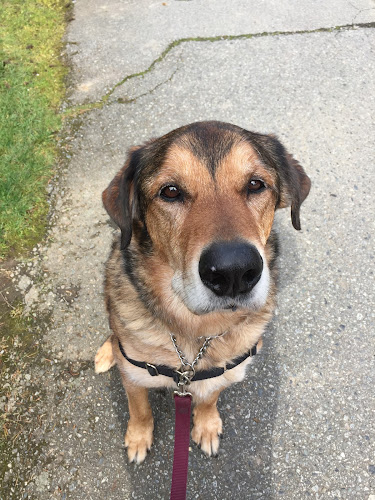 Paw Pawz Dog Walking and Pet Services