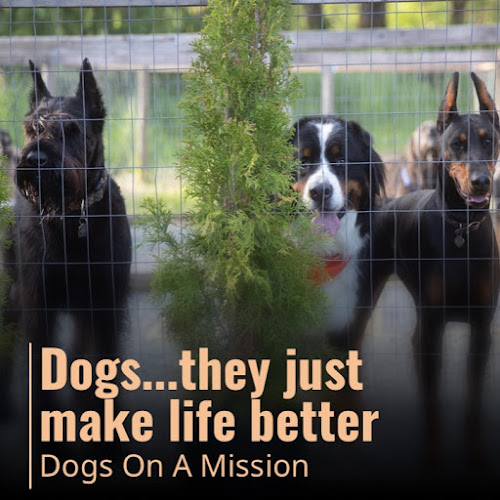 Dogs On A Mission