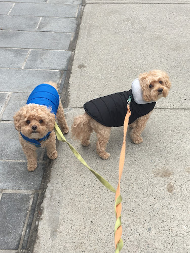 St. Clair West Dog Co.