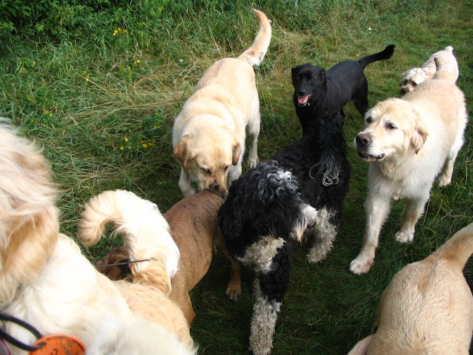The Doggie Motel