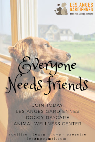 Soins et services pour les Animaux