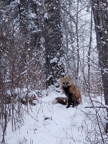 Alpine Dog Walkers Fort McMurray
