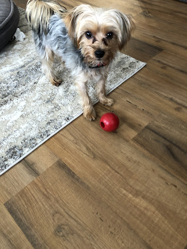 Darling Dog Walking & Pet Sitting