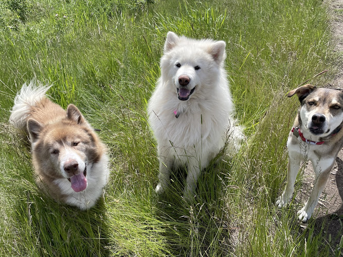 Going Mutts Pet Services
