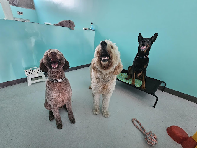 Hollywoof Dog Daycare