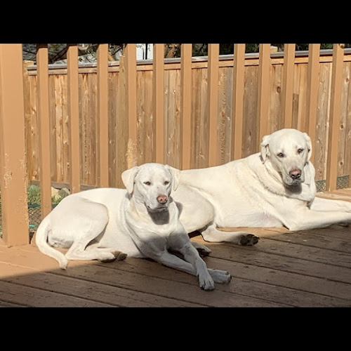 BCDoglistener Dog Training – Victoria, B.C.