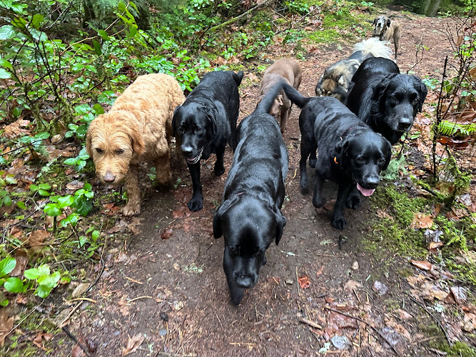 Petiquette Dog Walking and Training