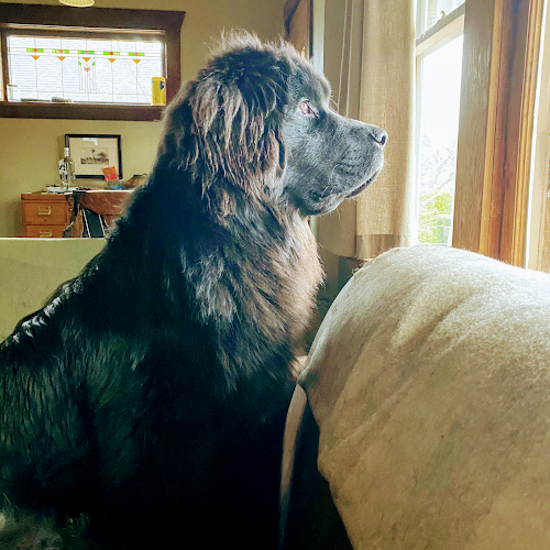 Clever Canine Training & Behaviour Consulting