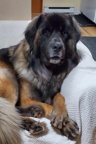 Woofers Positive Dog Training & Behaviour Consulting