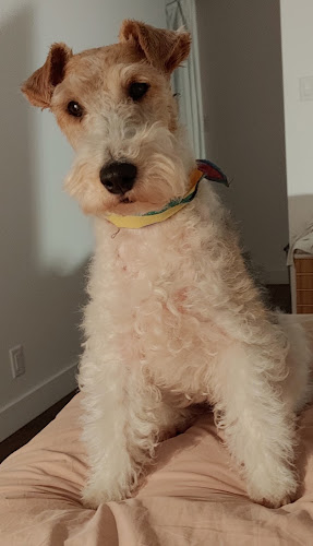 FOX TERRIER PATCH HILL