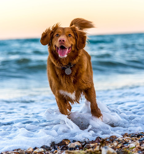 Vibrant Pet