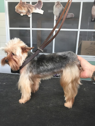 Dog and Cat Beauty Salon