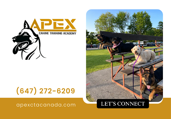 APEX Canine Training Academy – Brantford