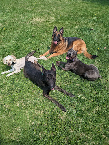 Navi K9