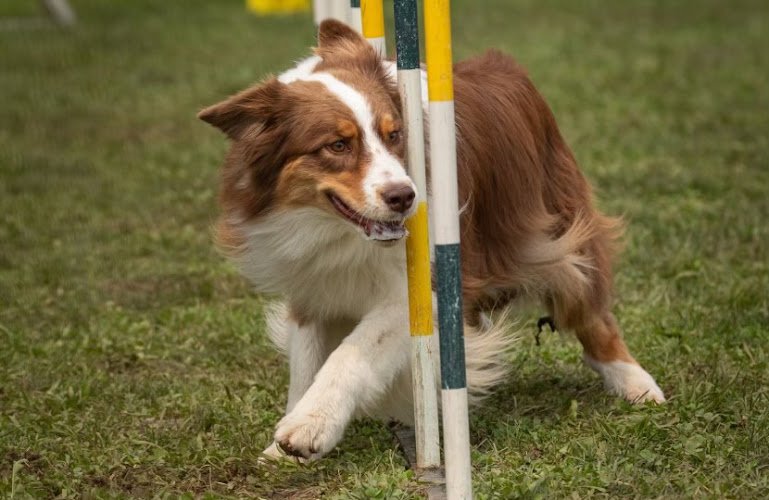 Agility Thunder