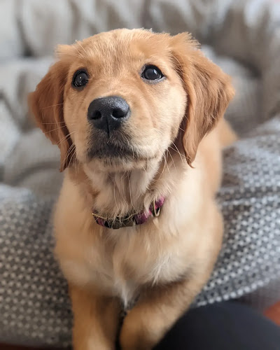 Storm K9