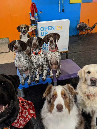 Fido’s Playground