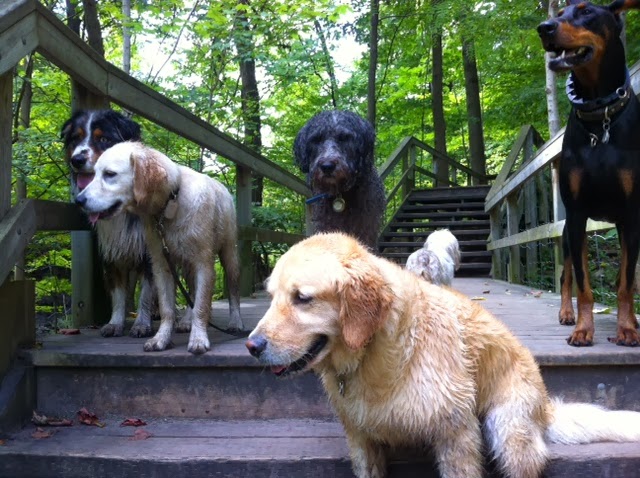The Bark Zone