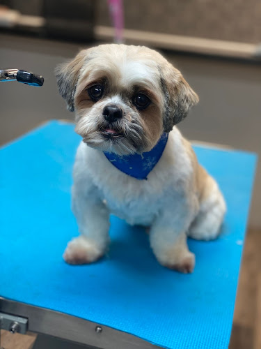 Paws Plus – Dog Grooming & Day care North York
