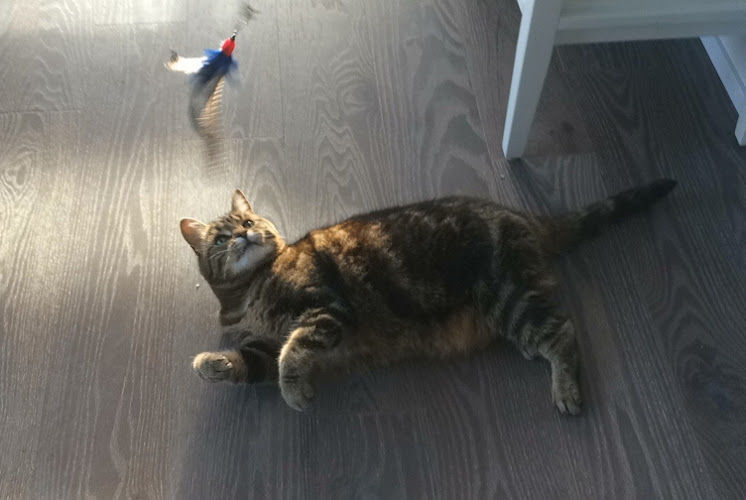 Cat Sitting North York