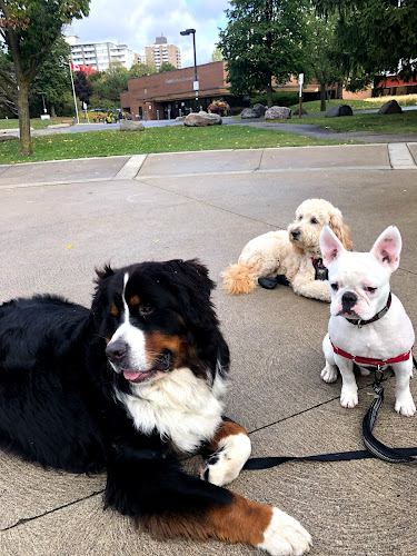 Dogs Do It Better