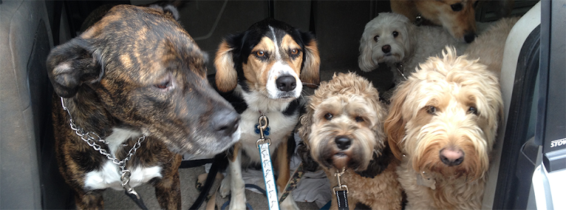 North York Dogs