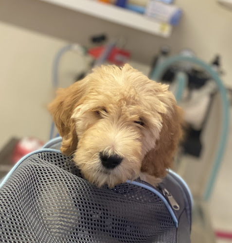 Toronto North Animal Hospital