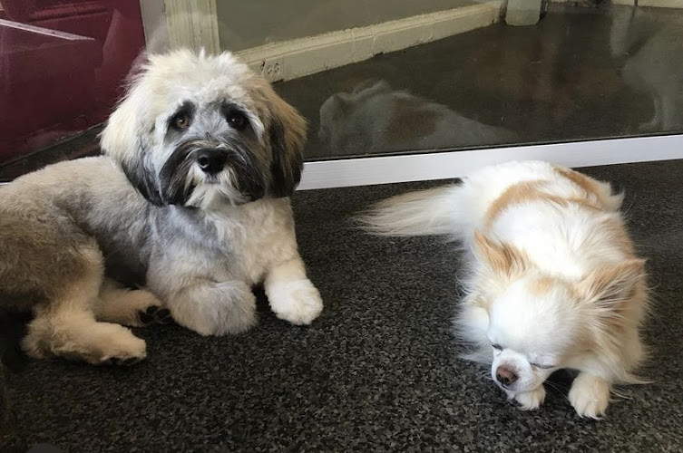 The Pooch Parlor Inc