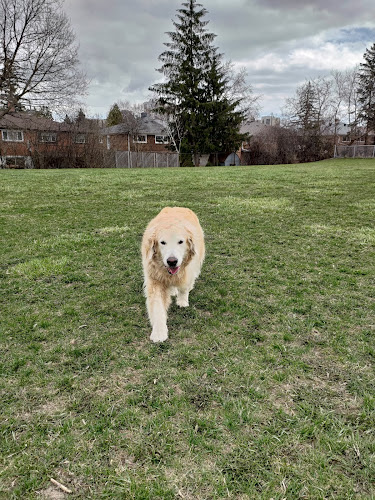 North York Dog Walker – Puppy Training – Pet Boarding