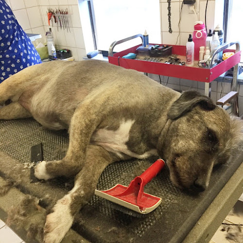 The Groom Room All-Breed Pet Grooming Inc, since 1990