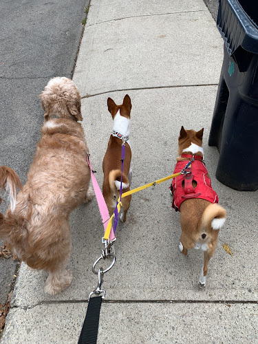 Dog Friends Pet Services
