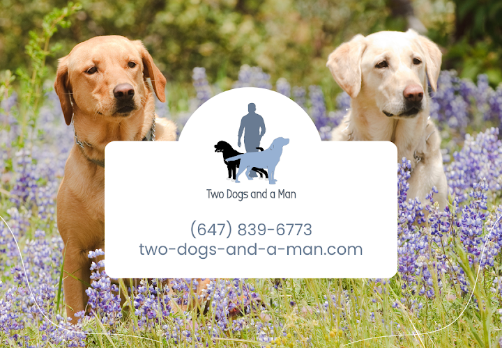 Two Dogs and a Man