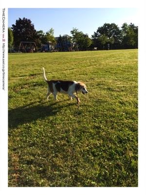 Squeaky Pet Sitting Services