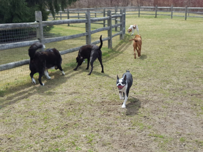 Canine Care Dog Walking Services