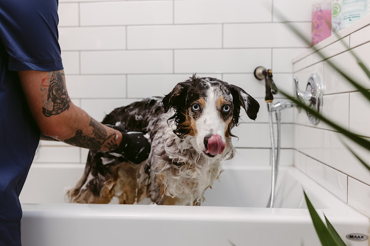 Dog World Resort & Spa
