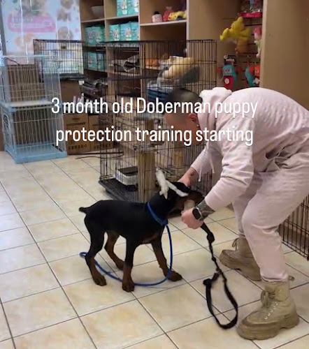Dog Care Wonderland