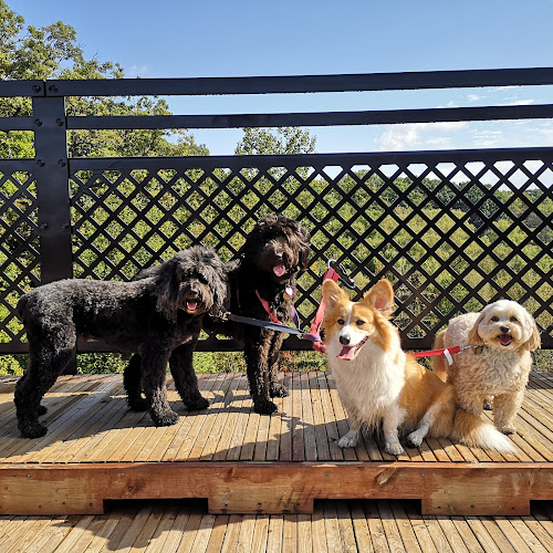 Paw Theory – Dog Walking & Pet Care Service