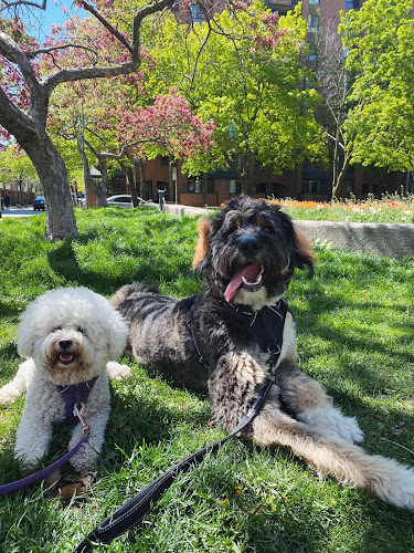 THE DOG PARK