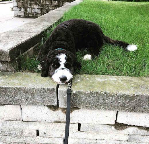 Richview Dog Walking and Pet Care