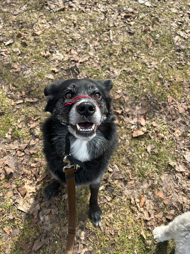 Walk-Eaze Pet Care
