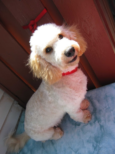 Pet Grooms by Elizabeth