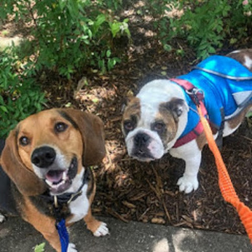 Urban Tail Dog Walking Services